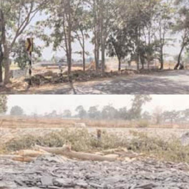 पेट्रोल पम्प निर्माण के लिए कर दी गई हरे-भरे पेड़ो की कटाई ।