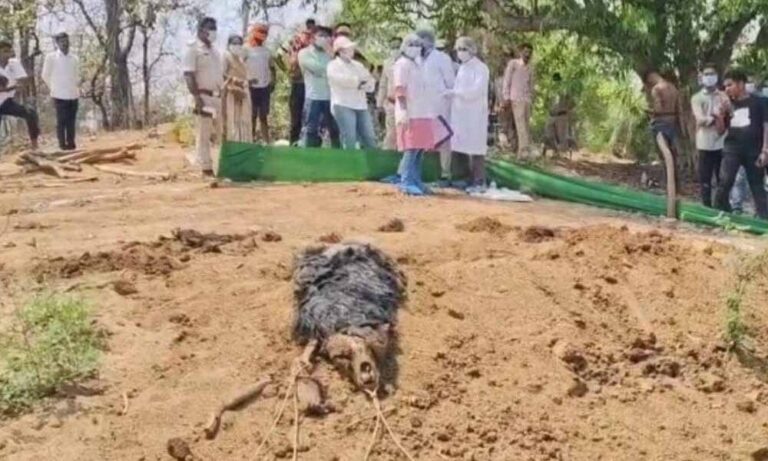 भालू की कब्र से निकला सनसनीखेज सच ! पंजे गायब, रस्सी से बंधा शव-क्या वन विभाग तस्करों के साथ?