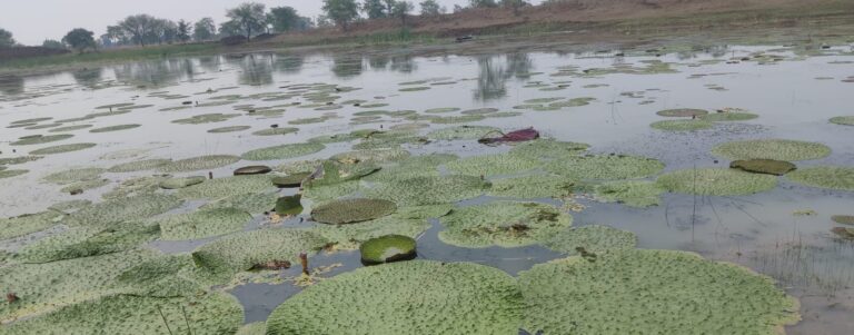 खेती में नवाचार: धमतरी में 20 जनवरी से शुरू हुई मखाने की खेती।